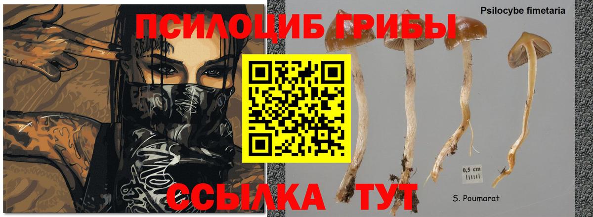 Псилоцибиновые грибы Psilocybine cubensis  Вход с VPN  Сатка 